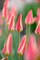 Tinka Candlestick Perennial Tulip - Very Hardy! - 6/+ cm Bulbs -10 Bulbs